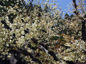 鬱金の桜